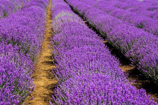 A landscape shot of a beautiful lavender field - perfect for a natural background