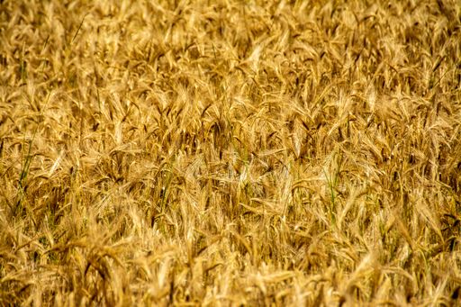 A high angle shot of the beautiful wheat plants on an agricultural farm captured under the sunlight