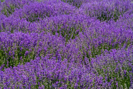 A mesmerizing scenery of field with rows of flowering lavender