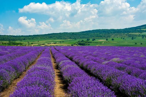 A breathtaking view of a field covered with beautiful lavender flowers captured on a sunny day