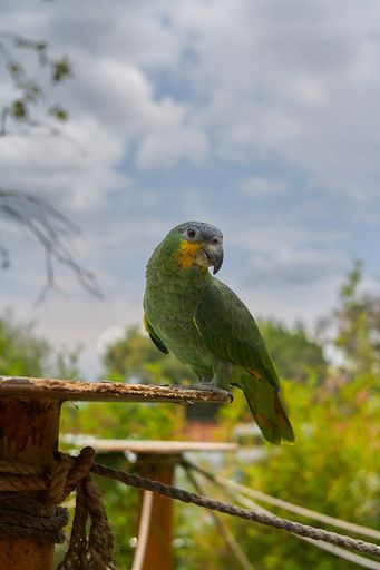 A vertical shot of an orange winged amazon standing on a brunch
