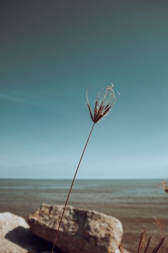 A vertical closeup shot of a plant at the beach