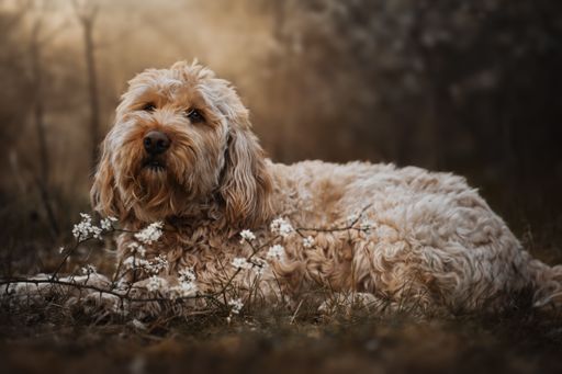 A closeup shot of a cute otterhound relaxing among the flowers in the park