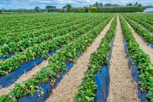 Strawberries growing outdoors in a field in new zealand near wanganui showing the rows planted in black plastic with straw between