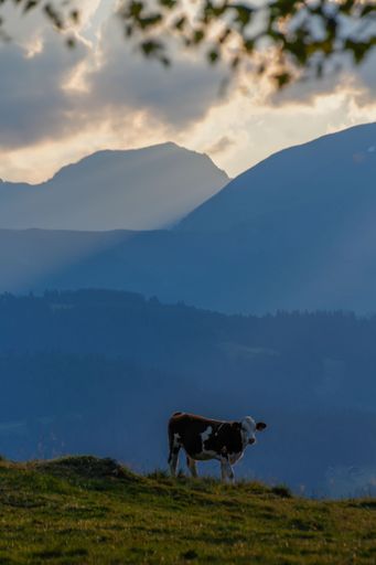 A vertical shot of a Montbeliarde cow standing on a grassy hill against the majestic French Alps