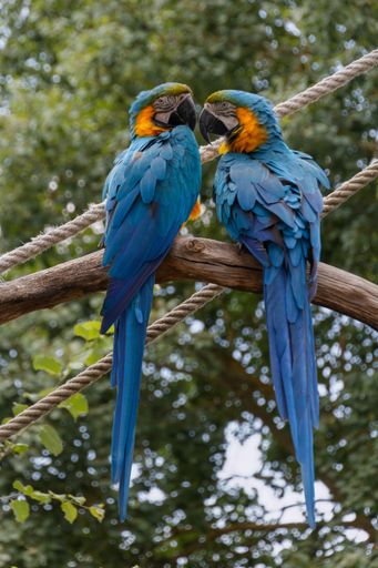 A vertical shot of a pair of ara parrots sitting on a tree branch