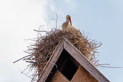 A low angle shot of a white stork perched on a nest on top of a building against a blue sky