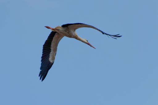 A low angle shot of a white stork flying with its wings wide open in a blue sky