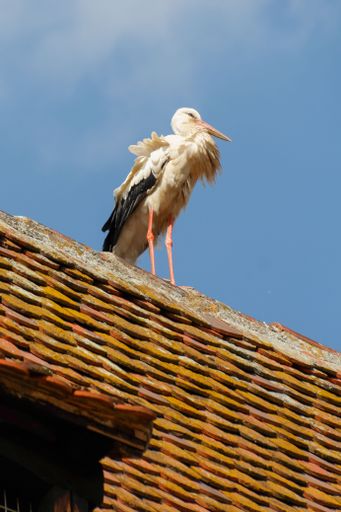 A low angle shot of a white stork perched on top of a building against a blue sky