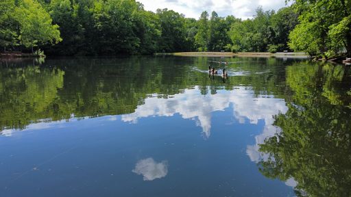 A beautiful shot of adorable ducks swimming in the pond surrounded by trees