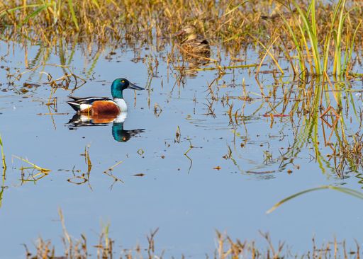 A duck swimming in the lake