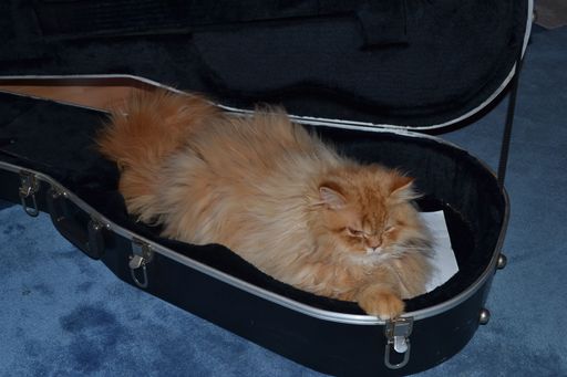 Persian cat in a Guitar case  red in black office carpet