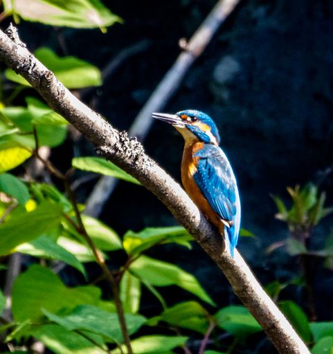 A selective focus shot of a Kingfisher perched on a tree branch