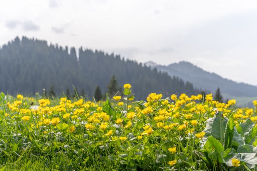 Blooming yellow wildflowers on a meadow with forested mountains in the background