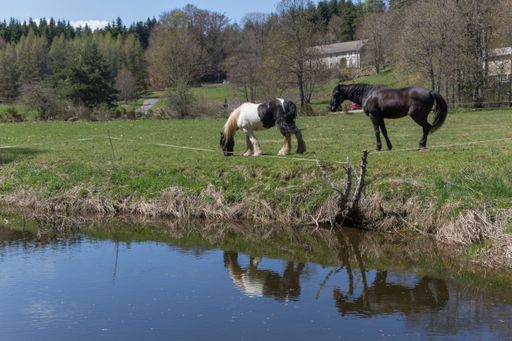 A beautiful shot of Gypsy Horses grazing the grass