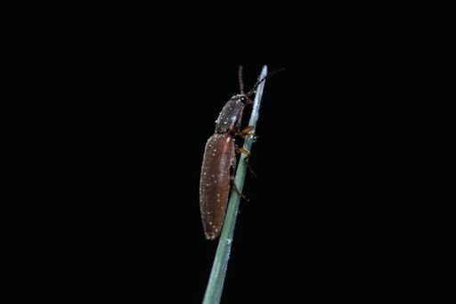 Macro click beetle sitting on leaf. Closeup of a beetle (Elateridae) in natural environment. Detailed picture