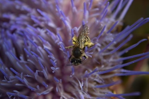 A macro shot of blooming thistle flower for insect shelter