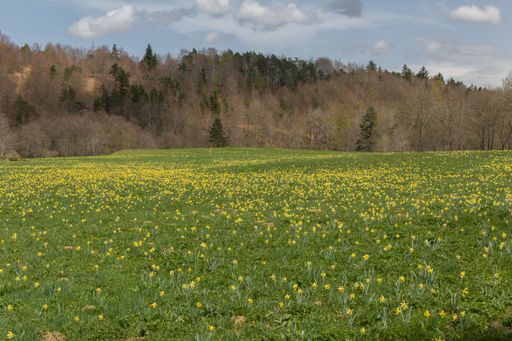 A beautiful field of yellow Daffodils with a forest in the background
