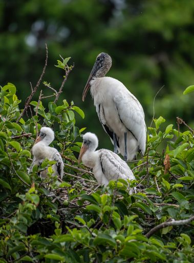 The vertical close-up view of a wood stork with her babies in the nest