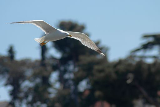 The low-angle view of a sea gull flying with the wide opened wings