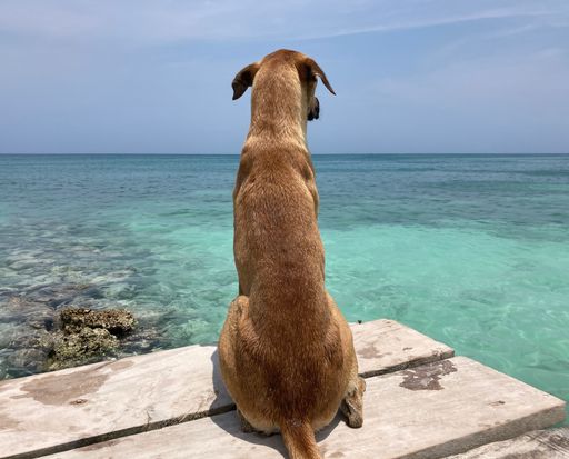 The close-up of a black mouth cur sitting on the wooden surface looking to the seascape