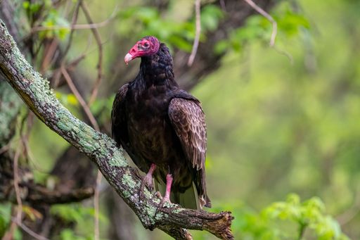 A closeup of the turkey vulture, Cathartes aura perched on the branch. Shallow focus.