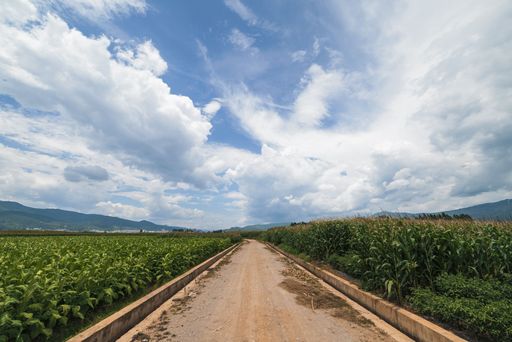 An empty road surrounded by corn fields under a blue cloudy sky on a sunny day