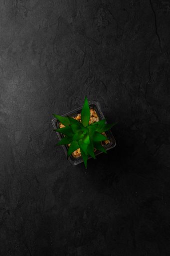 A vertical top view of a bright green aloe plant in a glass, transparent pot, on a black background