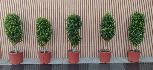 Potted plants along the pathway in a small pot for the trees.