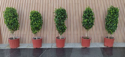 Potted plants along the pathway in a small pot for the trees.