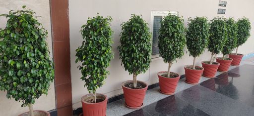 Potted plants along the pathway in a small pot for the trees.
