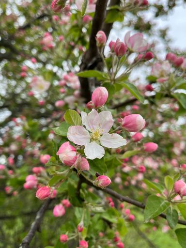 A vertical shot of apple blossom flowers growing on branches