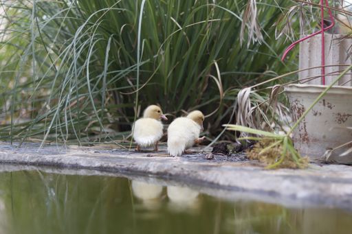 A couple of little ducklings standing near a small pond and vases of plants in a yard