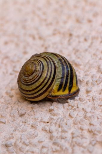 A close up shot of a snail in a pink textured background