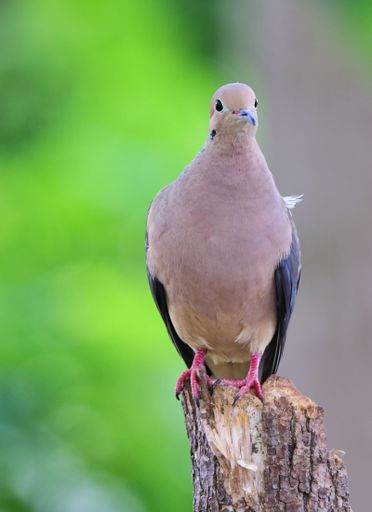 A vertical shot of a Passenger Pigeon standing on a tree trunk