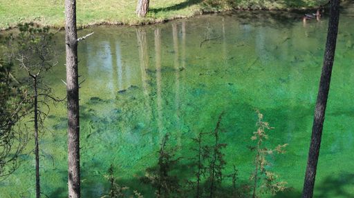 A high angle shot of a reflective green near some trees