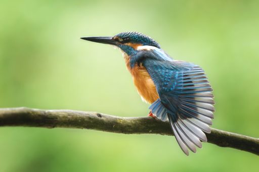 A selective closeup shot of a blue and orange hummingbird on a tree branch