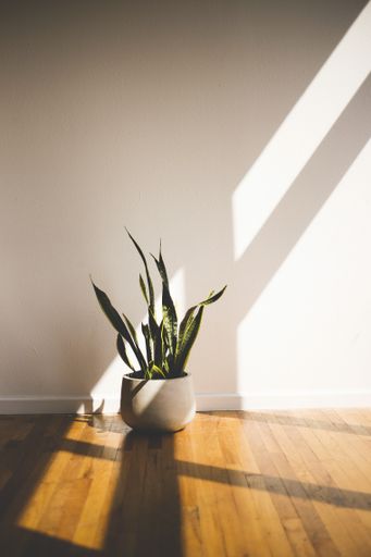 A vertical shot of a green long-leaved plant in a white pot inside a room. Great for a room decor