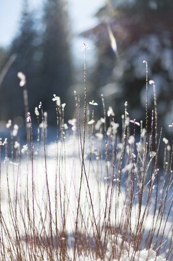 A selective focus closeup shot of dried grass with snowflakes on it
