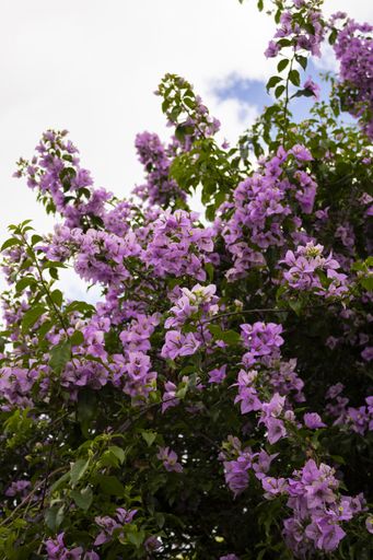 A vertical shot of a bougainvillea tree in a field under the blue cloudy sky