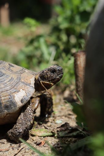 The close-up of a small turtle in the garden in the south of France, vertical