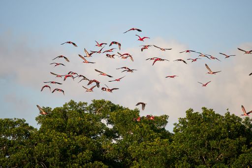 A flock of pink flamingos flying over the lush green treetops