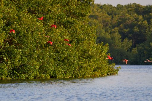 A flock of pink flamingos flying over the lake surrounded by lush green trees