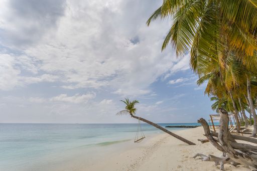A beautiful view of tropical palm trees on sandy beach