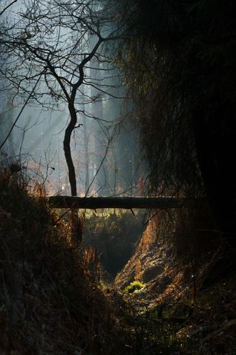 A vertical shot of forest surrounded by autumn trees and fallen leaves in Poland during sunrise