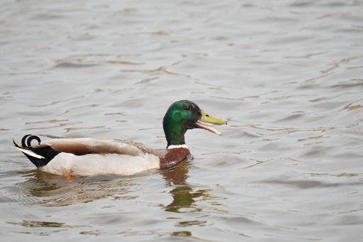 A closeup shot of Domestic duck swimming in the water
