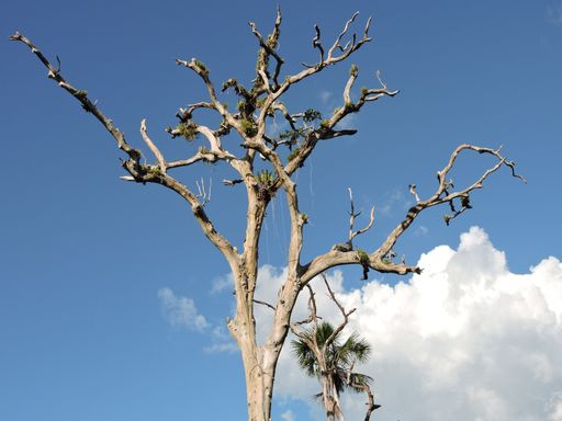 A closeup shot of a tree in Brasil