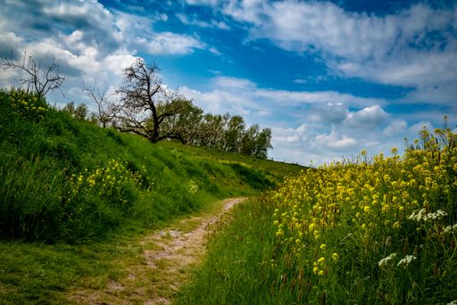 A beautiful view of a narrow path among green fields under blue cloudy sky