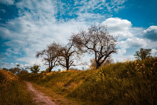 A narrow path through grass, yellow flowers and leafless trees under cloudy blue sky