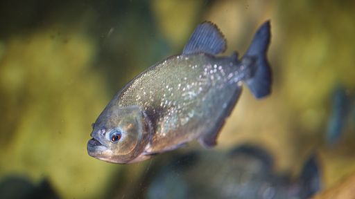 A closeup shot of a piranha fish inside the aquarium